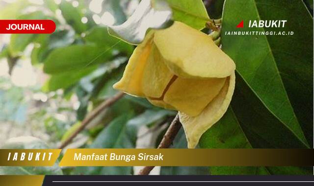 Inilah 8 Manfaat Bunga Sirsak untuk Kesehatan Anda yang Menakjubkan Inilah 8 Manfaat Bunga Sirsak untuk Kesehatan Anda yang Menakjubkan