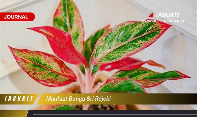 Inilah 9 Manfaat Bunga Sri Rejeki Untuk Kesehatan, Keberuntungan, dan Kecantikan Rumah Anda