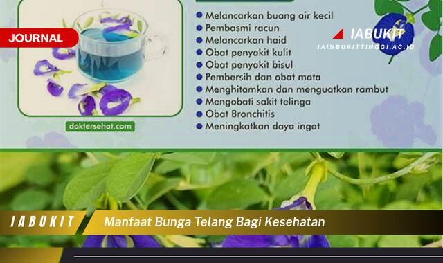 Ketahui 8 Manfaat Bunga Telang Bagi Kesehatan, Dari Mata Hingga Imunitas