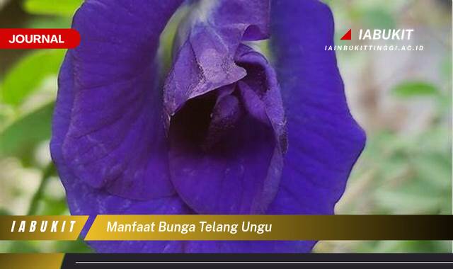 Inilah 8 Manfaat Bunga Telang Ungu untuk Kesehatan dan Kecantikan Anda Inilah 8 Manfaat Bunga Telang Ungu untuk Kesehatan dan Kecantikan Anda