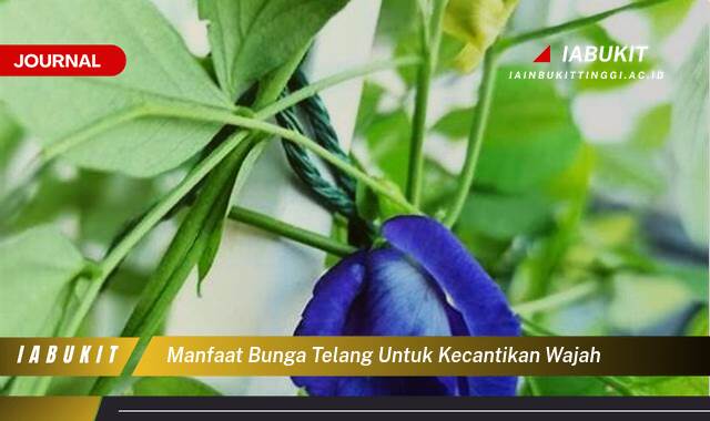 Inilah 9 Manfaat Bunga Telang untuk Kecantikan Wajah, Kulit Cerah, Awet Muda, dan Bebas Jerawat