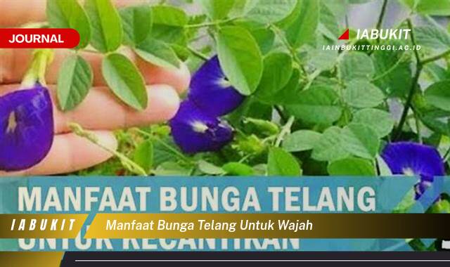 Inilah 8 Manfaat Bunga Telang untuk Wajah, Kulit Cerah, Awet Muda, dan Bebas Jerawat