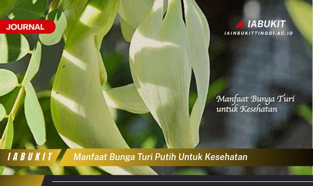 Inilah 8 Manfaat Bunga Turi Putih untuk Kesehatan, Redakan Demam, Lancarkan ASI, dan Tingkatkan Imunitas