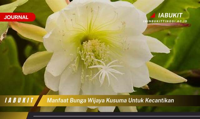 Inilah 10 Manfaat Bunga Wijaya Kusuma untuk Kecantikan, Rahasia Kulit Glowing Alami
