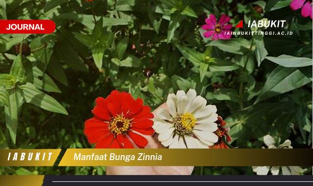 Inilah 8 Manfaat Bunga Zinnia, Rahasia Kulit Cantik dan Kesehatan Alami