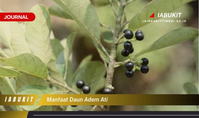 Inilah 8 Manfaat Daun Adem Ati, Khasiat Tersembunyi untuk Kesehatan Anda