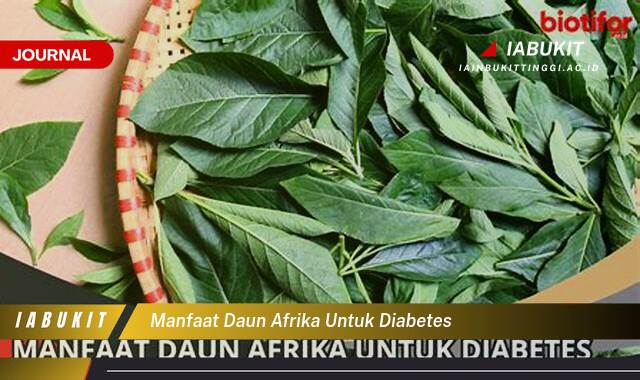 Inilah 10 Manfaat Daun Afrika untuk Diabetes, Kontrol Gula Darah dan Kesehatan Anda