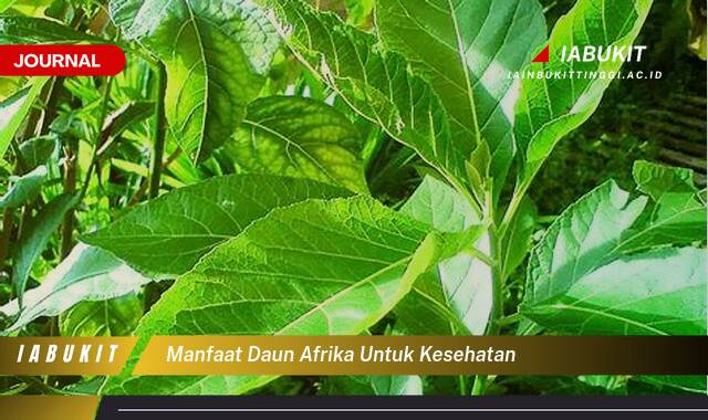 Inilah 8 Manfaat Daun Afrika untuk Kesehatan, Panduan Lengkap dan Terperinci Inilah 8 Manfaat Daun Afrika untuk Kesehatan, Panduan Lengkap dan Terperinci