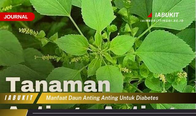 Inilah 9 Manfaat Daun Anting Anting untuk Diabetes, Cara Penggunaan dan Efek Sampingnya
