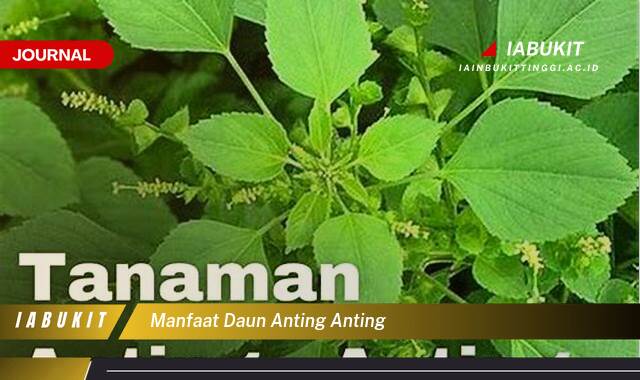 Ketahui 10 Manfaat Daun Anting Anting untuk Kesehatan Tubuh Anda Ketahui 10 Manfaat Daun Anting Anting untuk Kesehatan Tubuh Anda
