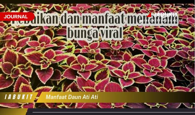 Inilah 9 Manfaat Daun Ati Ati untuk Kesehatan dan Pengobatan Alami