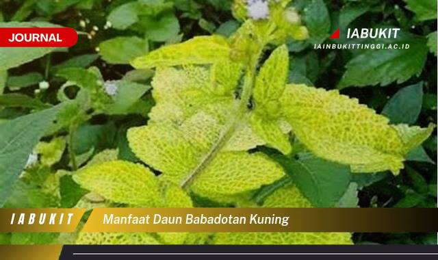 Inilah 10 Manfaat Daun Babadotan Kuning, Rahasia Kesehatan Alami yang Jarang Diketahui