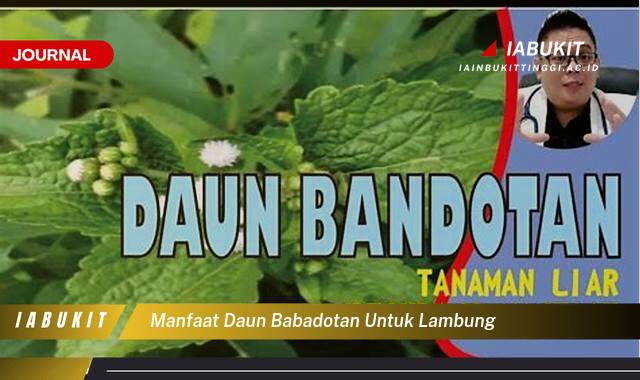 Inilah 10 Manfaat Daun Babadotan untuk Lambung, Solusi Alami Meredakan Sakit dan Gangguan Pencernaan