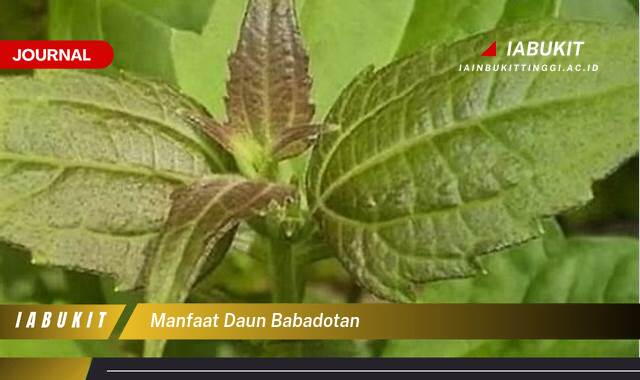 Inilah 8 Manfaat Daun Babadotan untuk Kesehatan, Kecantikan, dan Cara Mengolahnya Inilah 8 Manfaat Daun Babadotan untuk Kesehatan, Kecantikan, dan Cara Mengolahnya