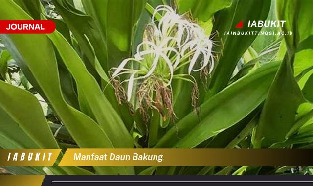 Inilah 9 Manfaat Daun Bakung untuk Kesehatan, Kecantikan, dan Lainnya Inilah 9 Manfaat Daun Bakung untuk Kesehatan, Kecantikan, dan Lainnya