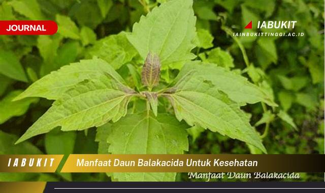 Inilah 9 Manfaat Daun Balakacida untuk Kesehatan, 10 Khasiat Luar Biasa yang Wajib Anda Ketahui Inilah 9 Manfaat Daun Balakacida untuk Kesehatan, 10 Khasiat Luar Biasa yang Wajib Anda Ketahui