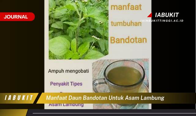 Inilah 9 Manfaat Daun Bandotan untuk Asam Lambung, Meredakan Nyeri dan Mencegah Kambuh