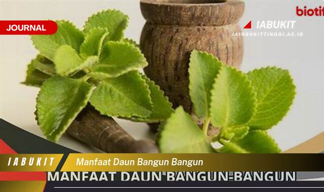 Inilah 8 Manfaat Daun Bangun,Bangun untuk Kesehatan Anda