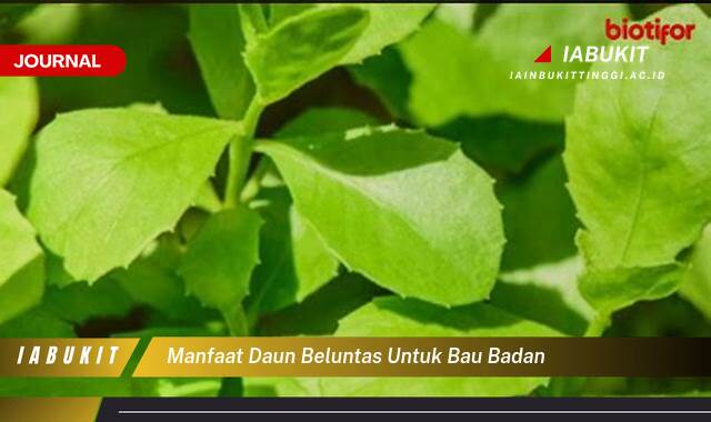 Inilah 8 Manfaat Daun Beluntas untuk Bau Badan, Ampuhkah Mengatasi Masalah Keringat Berlebih?