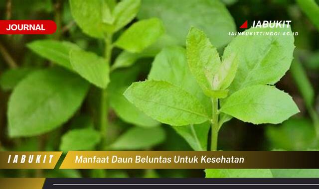 Inilah 9 Manfaat Daun Beluntas untuk Kesehatan dan Cara Mengolahnya di Rumah