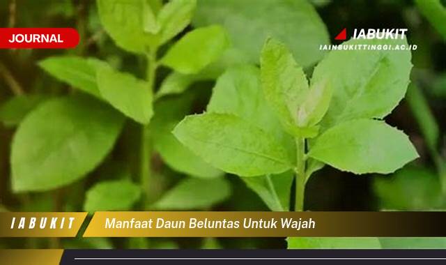 Inilah 10 Manfaat Daun Beluntas untuk Wajah, Mengatasi Jerawat, Mencerahkan Kulit, dan Tips Penggunaan