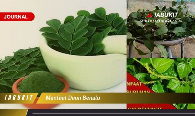 Inilah 10 Manfaat Daun Benalu untuk Kesehatan yang Perlu Anda Ketahui Inilah 10 Manfaat Daun Benalu untuk Kesehatan yang Perlu Anda Ketahui
