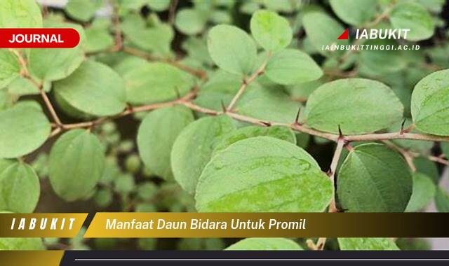 Inilah 8 Manfaat Daun Bidara untuk Promil, Panduan Lengkap Meningkatkan Kesuburan