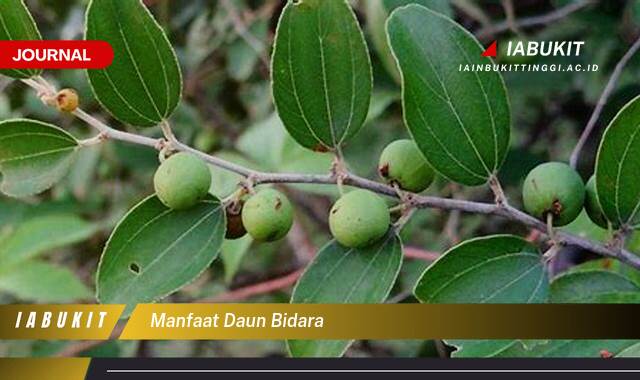 Inilah 9 Manfaat Daun Bidara untuk Kesehatan Tubuh dan Kecantikan Kulit
