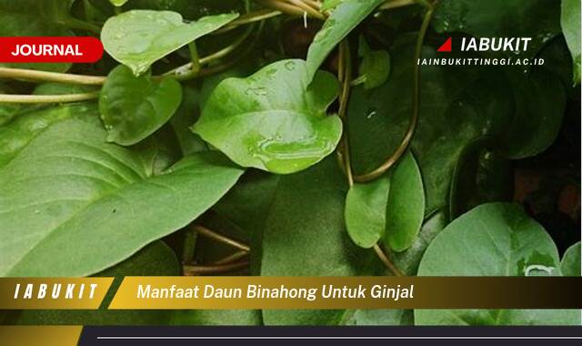 Inilah 8 Manfaat Daun Binahong untuk Ginjal Membantu Memelihara Kesehatan dan Fungsi Optimal