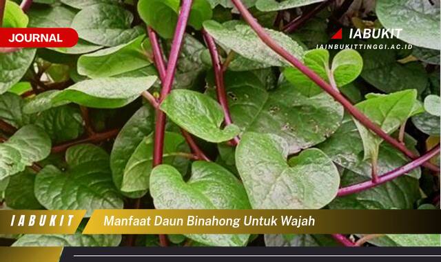 Inilah 9 Manfaat Daun Binahong untuk Wajah, Tips dan Cara Merawat Kulit Secara Alami Inilah 9 Manfaat Daun Binahong untuk Wajah, Tips dan Cara Merawat Kulit Secara Alami
