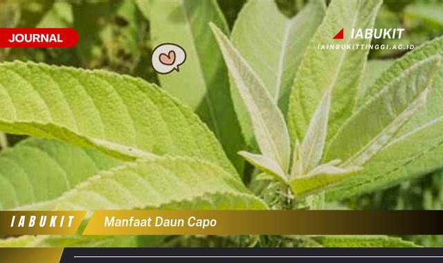 Inilah 8 Manfaat Daun Capo, Khasiat Tersembunyi untuk Kesehatan dan Kecantikan Alami