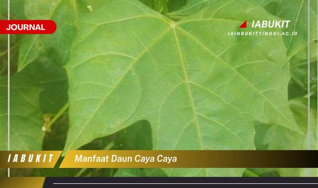 Inilah 8 Manfaat Daun Caya Caya untuk Kesehatan dan Kecantikan Alami