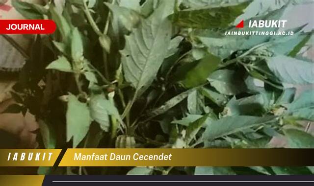 Inilah 9 Manfaat Daun Cecendet untuk Kesehatan,  Obat Herbal Tradisional yang Ampuh