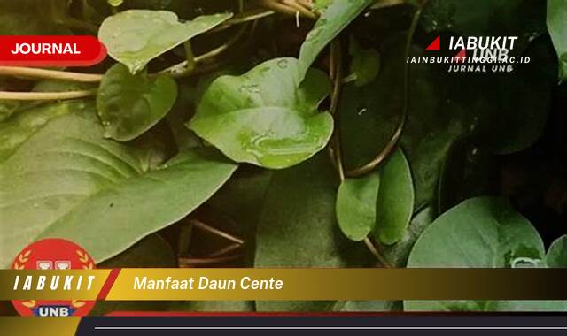 Inilah 9 Manfaat Daun Cente untuk Kesehatan dan Kecantikan Anda