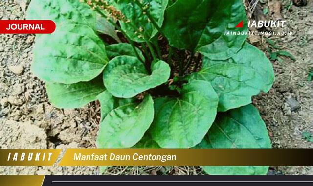 Inilah 9 Manfaat Daun Centongan untuk Kesehatan dan Pengobatan Alami