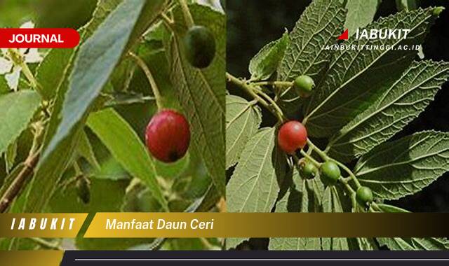 Inilah 8 Manfaat Daun Ceri untuk Kesehatan, Dari Antioksidan Hingga Anti,inflamasi Inilah 8 Manfaat Daun Ceri untuk Kesehatan, Dari Antioksidan Hingga Anti,inflamasi