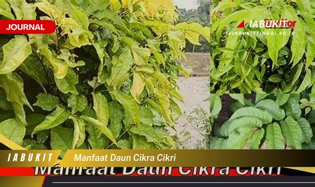Inilah 8 Manfaat Daun Cikra Cikri untuk Kesehatan Anda