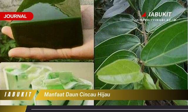 Inilah 10 Manfaat Daun Cincau Hijau untuk Kesehatan Tubuh Anda