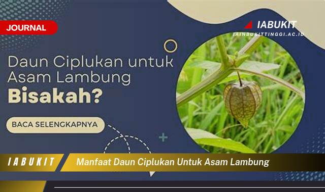 Inilah 8 Manfaat Daun Ciplukan untuk Asam Lambung, Redakan Nyeri dan Mulas Secara Alami