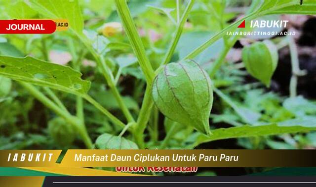 Inilah 8 Manfaat Daun Ciplukan untuk Paru Paru, Fakta dan Cara Penggunaannya