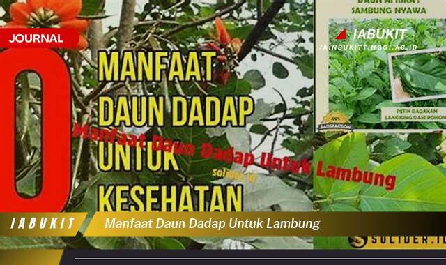 Inilah 8 Manfaat Daun Dadap untuk Lambung, Meredakan Maag, Asam Lambung, dan Gangguan Pencernaan Lainnya