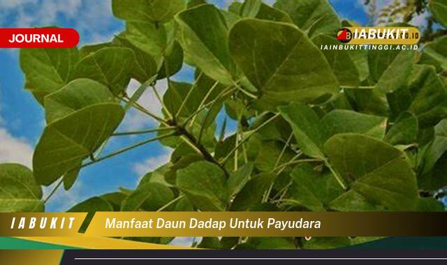 Inilah 9 Manfaat Daun Dadap untuk Payudara, Fakta, Penggunaan, dan Pertimbangan
