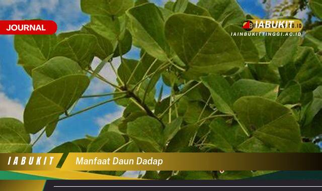 Inilah 8 Manfaat Daun Dadap untuk Kesehatan, Dari Meningkatkan Imunitas Hingga Melancarkan ASI Inilah 8 Manfaat Daun Dadap untuk Kesehatan, Dari Meningkatkan Imunitas Hingga Melancarkan ASI