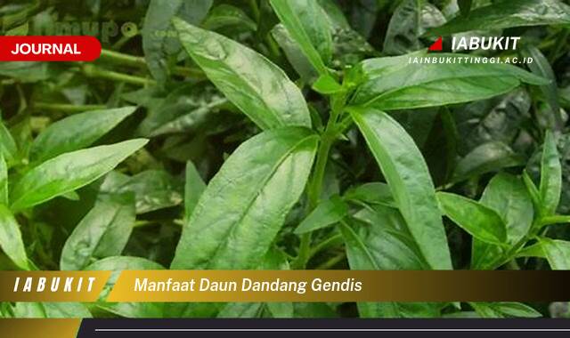 Inilah 8 Manfaat Daun Dandang Gendis, Khasiat Luar Biasa untuk Kesehatan dan Kecantikan