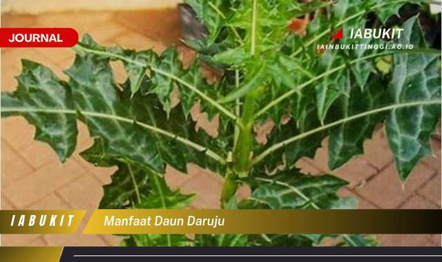 Inilah 8 Manfaat Daun Daruju, Khasiatnya untuk Kesehatan dan Cara Penggunaannya