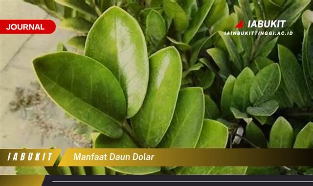 Inilah 10 Manfaat Daun Dolar, Rahasia Kecantikan Alami dan Kesehatan Tersembunyi