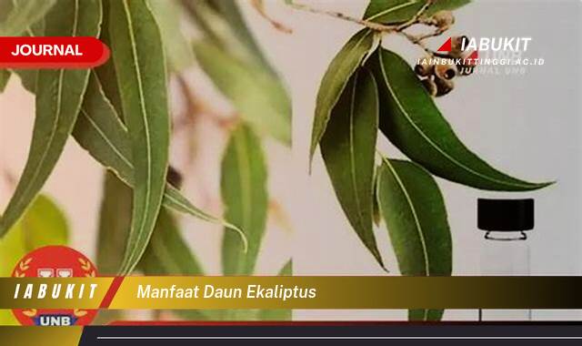 Inilah 8 Manfaat Daun Ekaliptus untuk Kesehatan, Pernapasan, dan Kecantikan