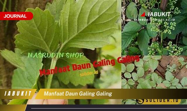 Inilah 8 Manfaat Daun Galing Galing untuk Kesehatan dan Pengobatan Alami