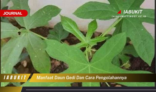 Inilah 8 Manfaat Daun Gedi dan Cara Pengolahannya untuk Kesehatan Optimal