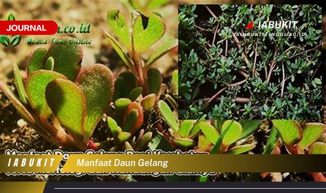 Inilah 8 Manfaat Daun Gelang Untuk Kesehatan dan Kecantikan